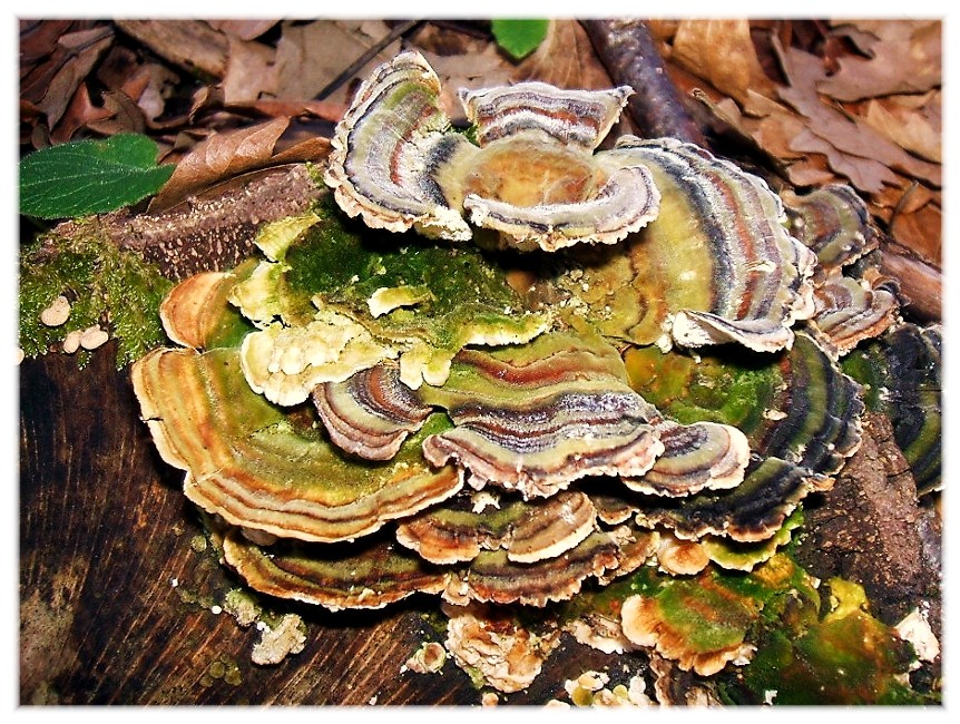 I colori dell''autunno...